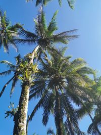 Low angle view of coconut palm tree against clear sky