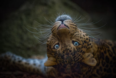 Close-up portrait of a cat