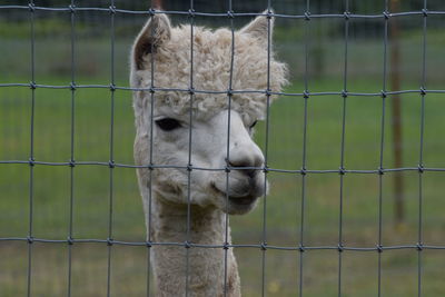 Close-up of an animal on fence