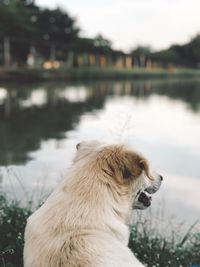 Dog looking away in lake