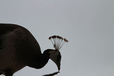 Close-up of eagle against clear sky