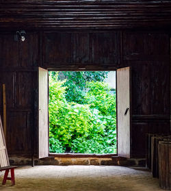 Trees seen through window of old building