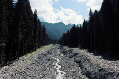 Dirt road passing through forest