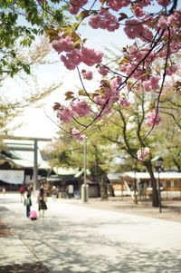 Flowers growing on tree