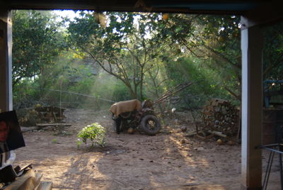 View of horse cart in forest