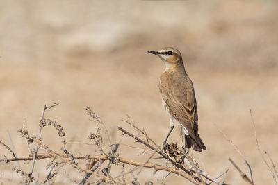 Close-up of bird perching on a land