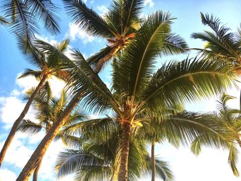 Low angle view of palm trees against sky