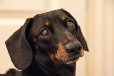 Close-up of dog looking away