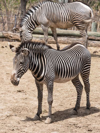 Zebras standing in a field