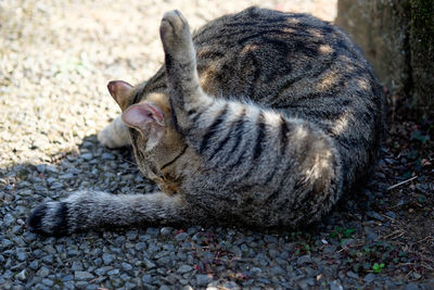 Cat lying on the ground