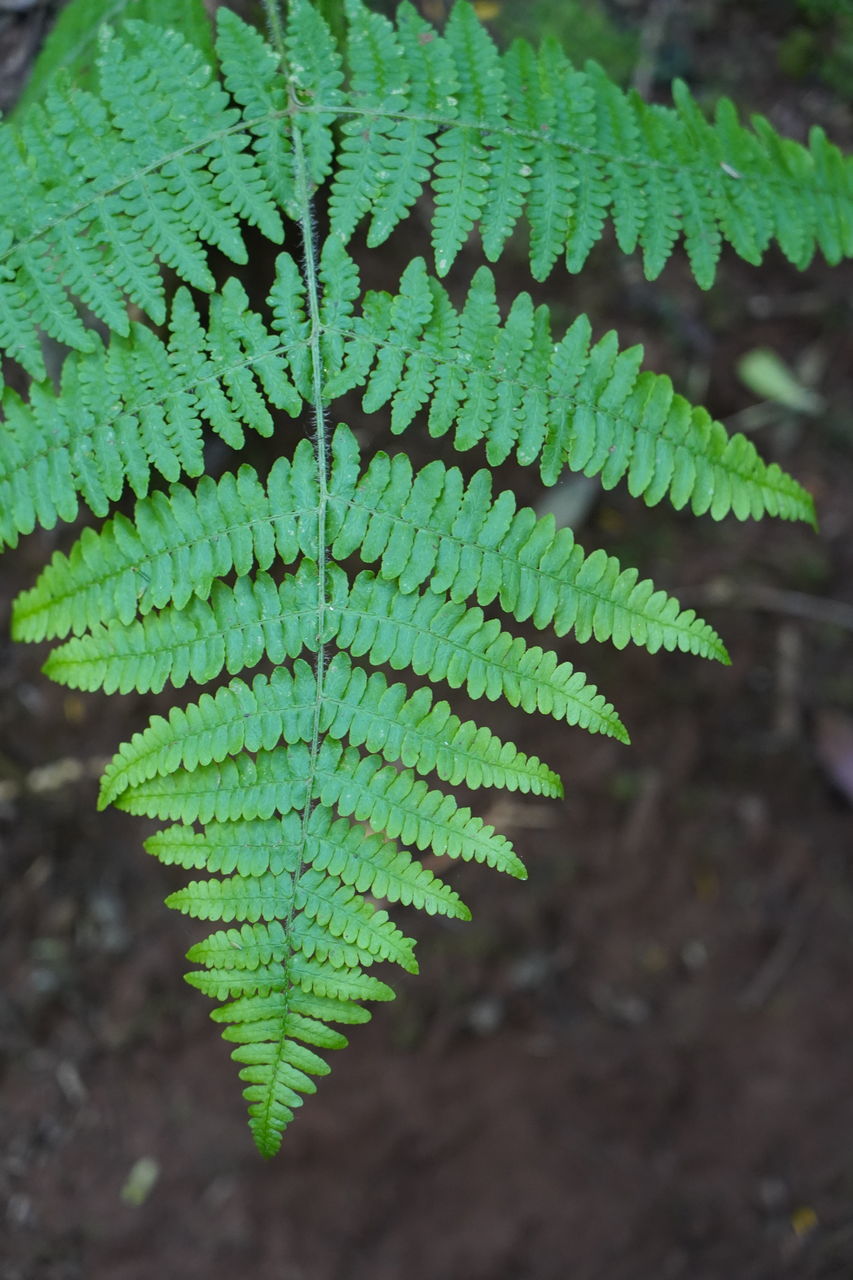 CLOSE-UP OF FERN LEAF ON FIELD