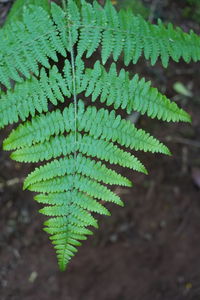 High angle view of fern leaves on field