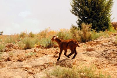 Horse on field against sky