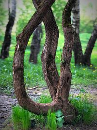 Close-up of tree trunk on field