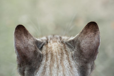 Close-up of an animal