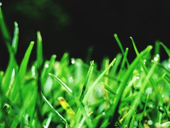 Close-up of fresh green grass