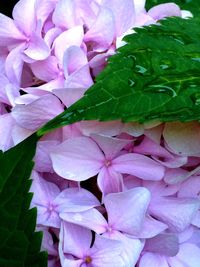 Close-up of pink flowers