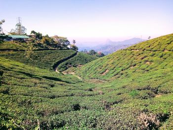 Tea crops in munnar hill station scenic view of agricultural field against sky