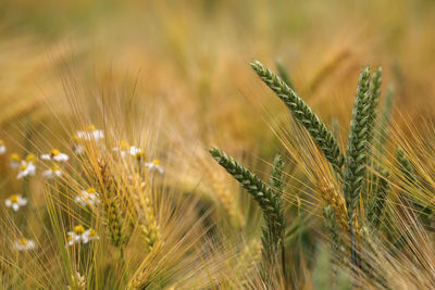 Close-up of wheat growing on field