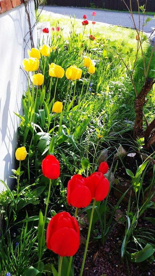 flower, freshness, petal, fragility, growth, flower head, beauty in nature, red, plant, blooming, nature, high angle view, field, tulip, in bloom, yellow, green color, poppy, grass, day