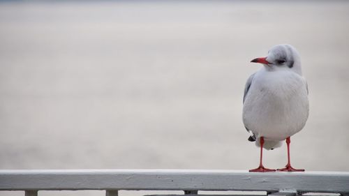 Close-up of seagull perching on railing against wall