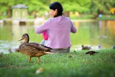 Duck perching on field with woman in background