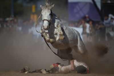 Horse running over fallen jockey on field