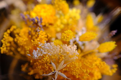 Close-up of yellow flowering plant