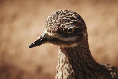 Close-up of bird