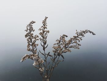 Plants growing in sunlight