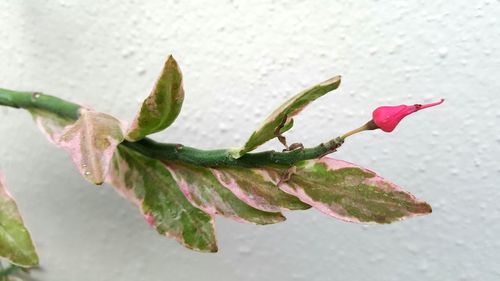 Close-up of plant