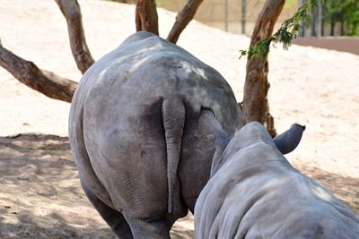 Close-up of elephant