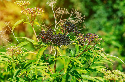 Black elderberry in sunlight. european elderberry. late summer. coronavirus treatment
