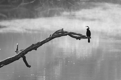 Birds on lake against sky