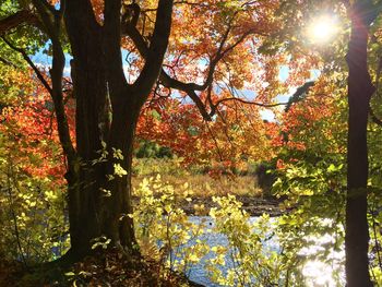 Scenic view of tree