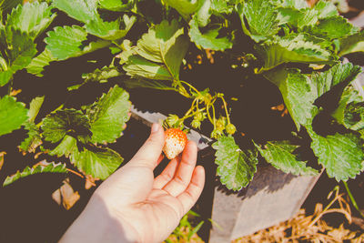Cropped hand picking strawberry growing at farm