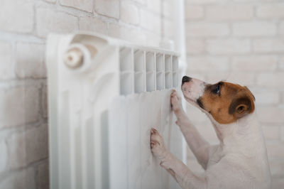 Portrait of dog looking at white wall