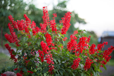 Close-up of red flowering plants