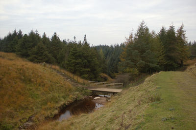 Scenic view of trees on landscape against sky