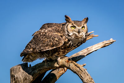 Low angle view of owl perching on tree