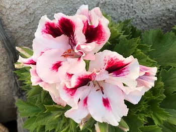 Close-up of pink flowering plant