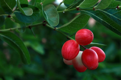 Close-up of cherries growing on tree