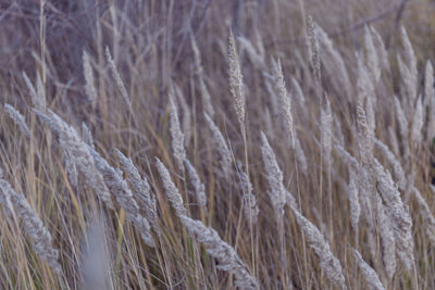 Full frame shot of plants