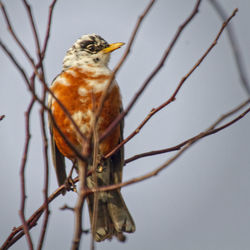 Close-up of bird perching on wall