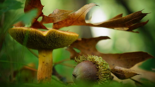 Close-up of mushroom acorn and leaf on moss