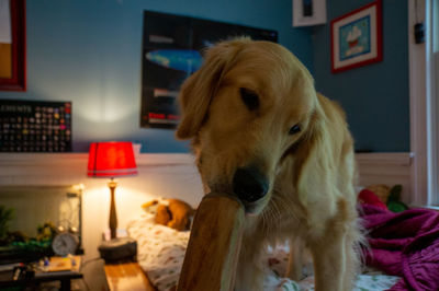 Portrait of dog on bed at home