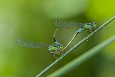 Close-up of dragonfly on plant