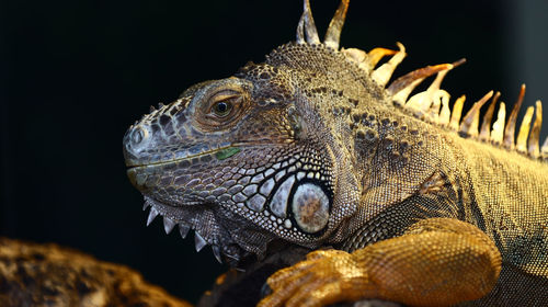 Close-up of iguana