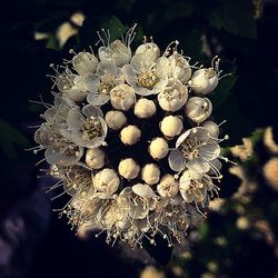 Close-up of white flowers