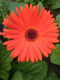 Close-up of red flower